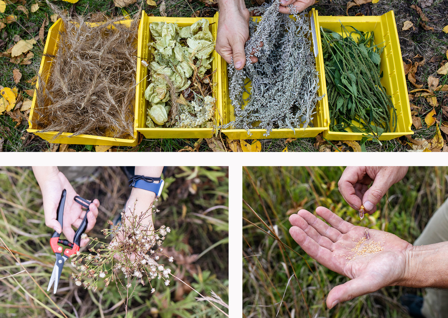 Hands gathering native seeds