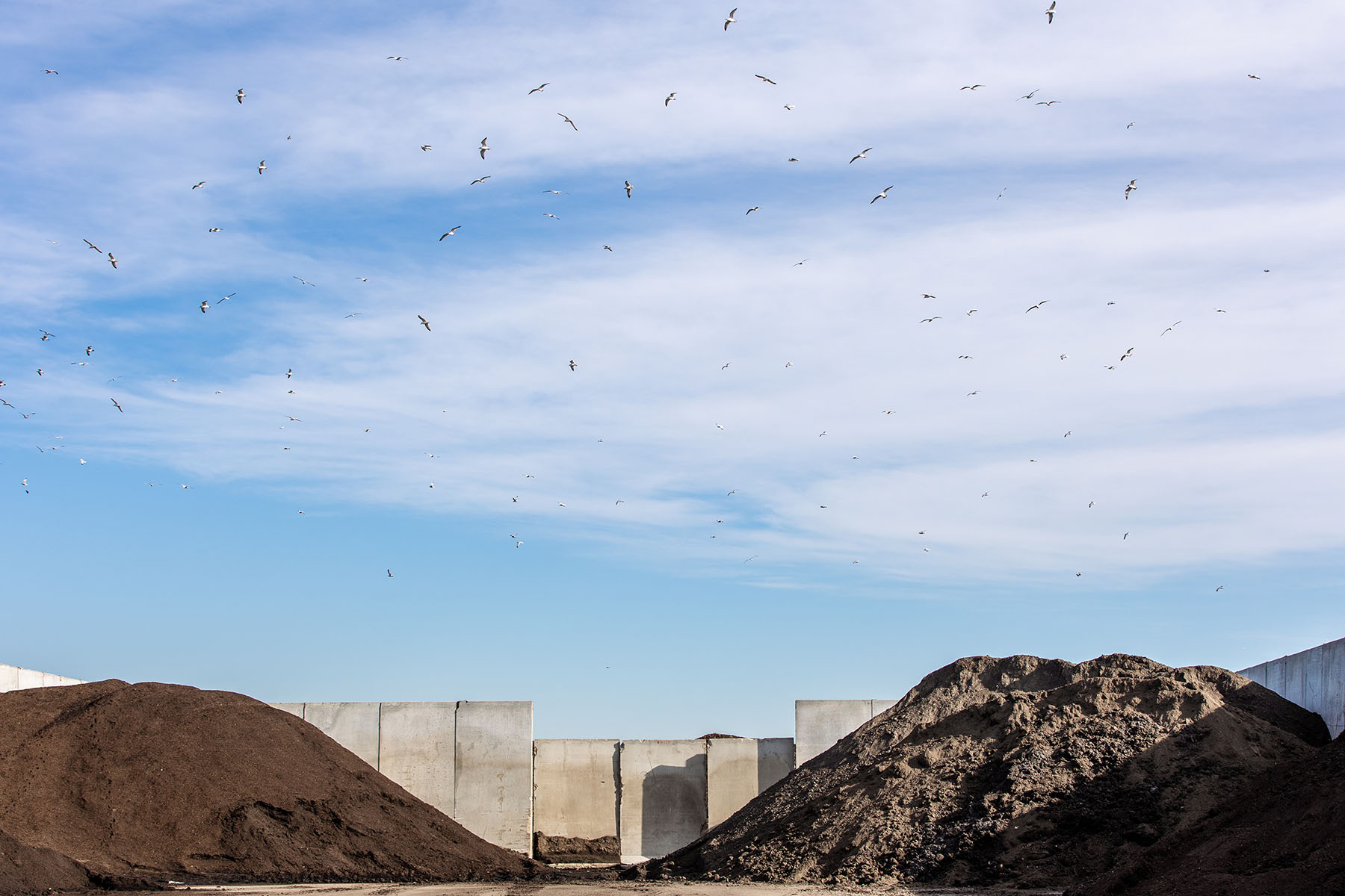 birds flying over compost piles